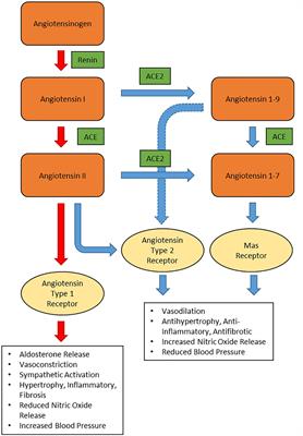 <mark class="highlighted">COVID</mark>-19 and Hypertension: The What, the Why, and the How